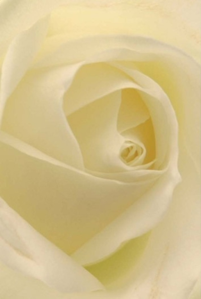 A pristine white rose, captured in all its layered splendor, is the heart of this arrangement-an embodiment of tranquility and gentle sophistication unique to Charlton's local bouquets. The petals, shifting from pure white at the centre to creamy hues at the edge, seem illuminated from within, echoing the clear, soft light that falls across Charlton's leafy avenues. Each fold is masterfully curved, their form both delicate and enduring, creating a visual ballet of softness and strength. The rose's spiral draws you closer, suggesting purity and earnest intention-perfect for moments of love, apologies, or commemorating a milestone at a riverside gathering in Barrier Park. Inhaling, one can almost imagine the fresh, subtle aroma that would greet you upon entering Charlton Florist's shop, underscoring the bloom's serene and versatile nature. The careful balance of shadow and light, cream and white, reflects not only the flower's beauty but also the thought and empathy with which it was arranged-making it a distinguished choice for any heartfelt gesture in the Charlton community.
